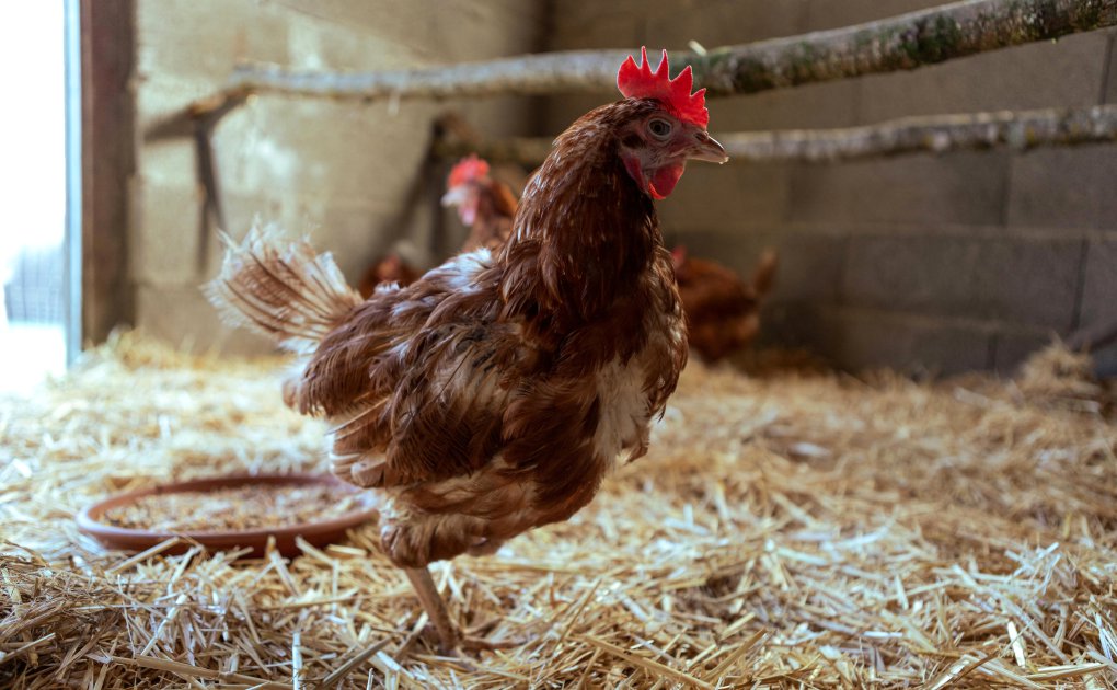 Vaccinatie tegen Vogelgriep H5N8: Is deze ziekte gevaarlijk voor mensen?